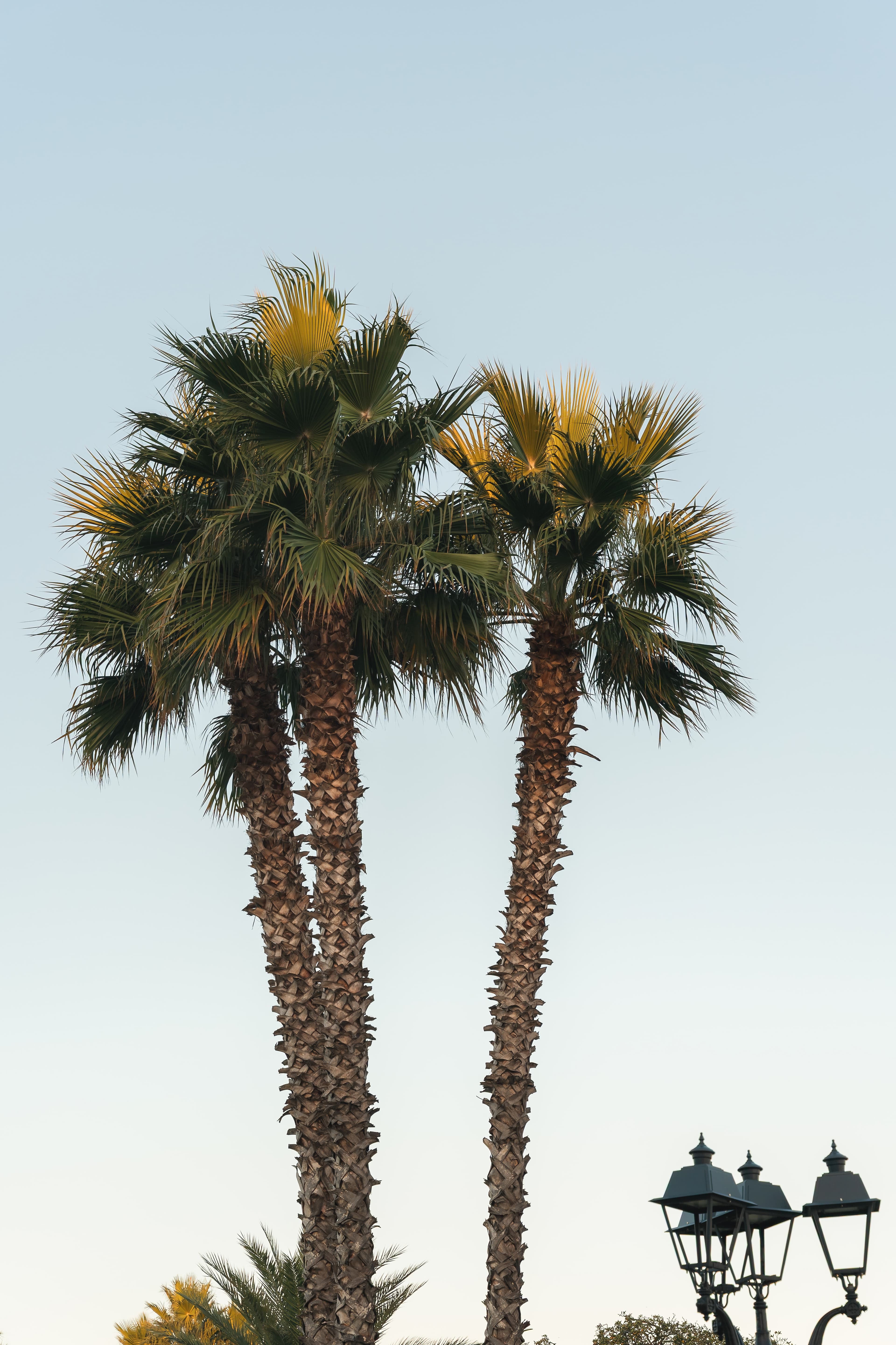 Solo le palme e il cielo