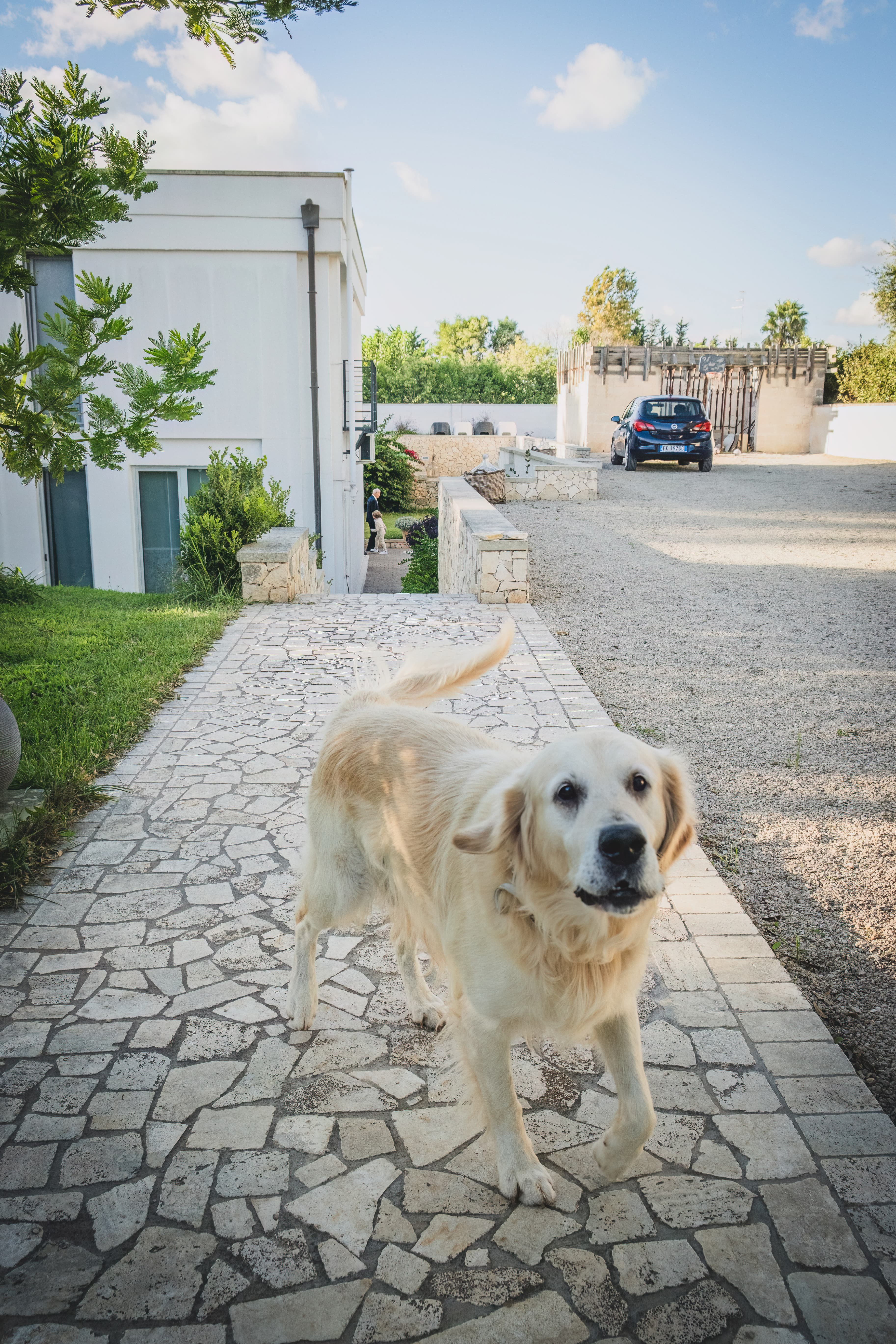 The family dog